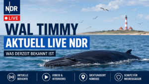 Wal Timmy aktuell live NDR: Was derzeit bekannt ist